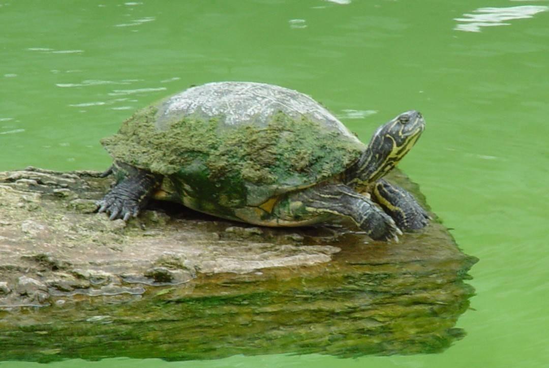 乌龟背上长了青苔,需要刷掉吗