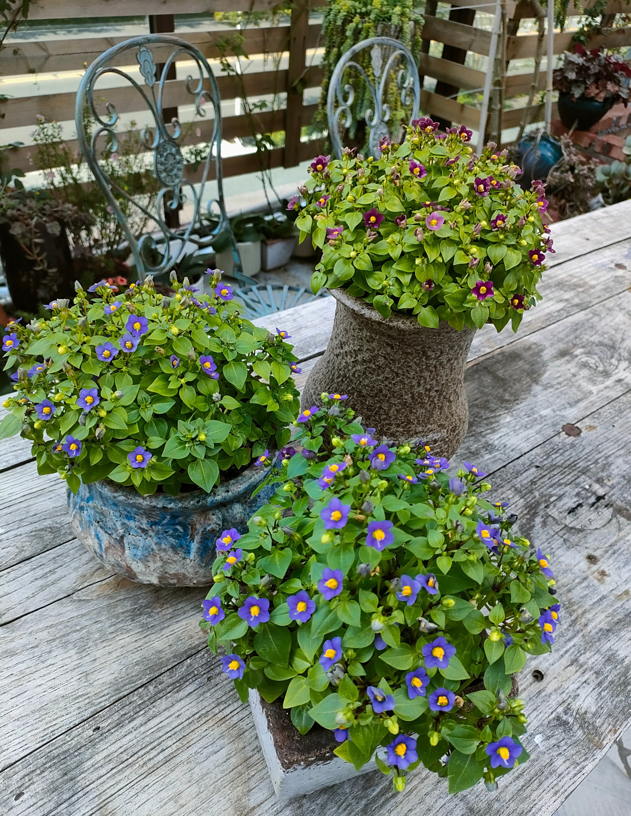 网红盆栽绿植—紫星花,清新秀美,芬芳怡人,栽培容易,周年花开