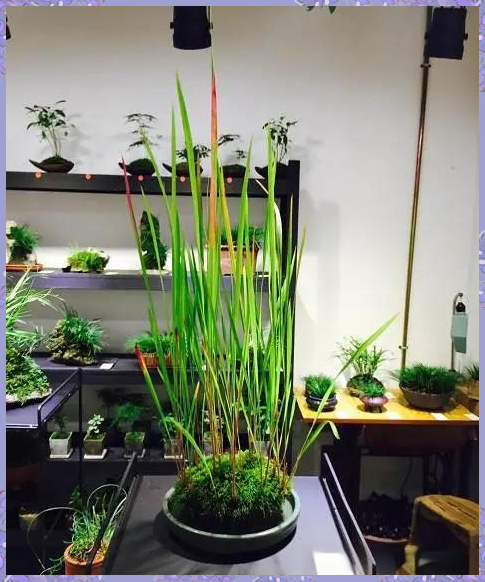 植物界的独特瑰宝:血茅的魅力探索