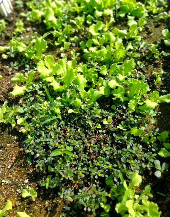 多种"长寿菜"阳台种植,美味营养又健康!