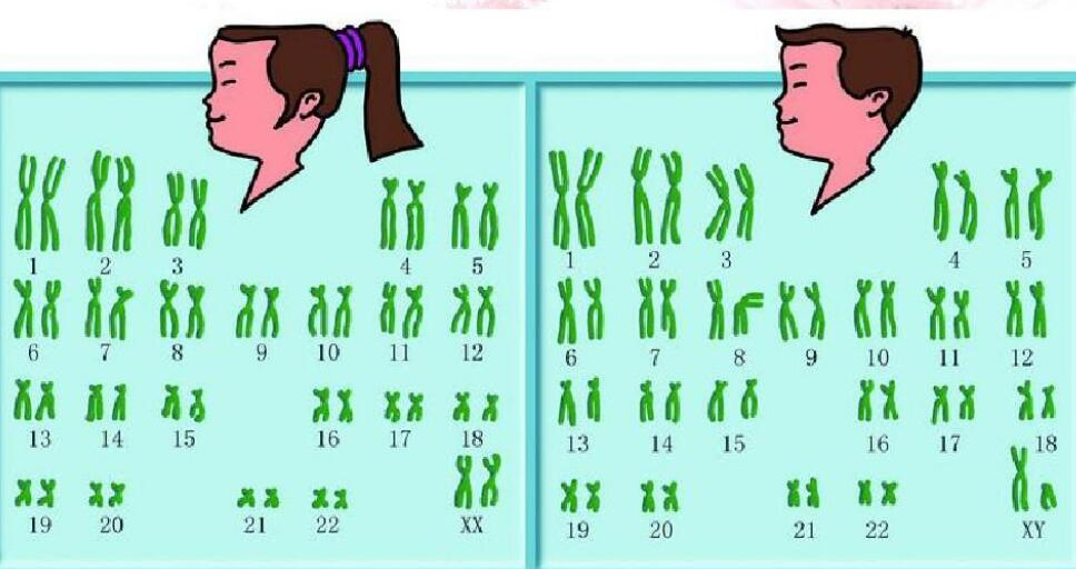 染色体模拟图看男女图片