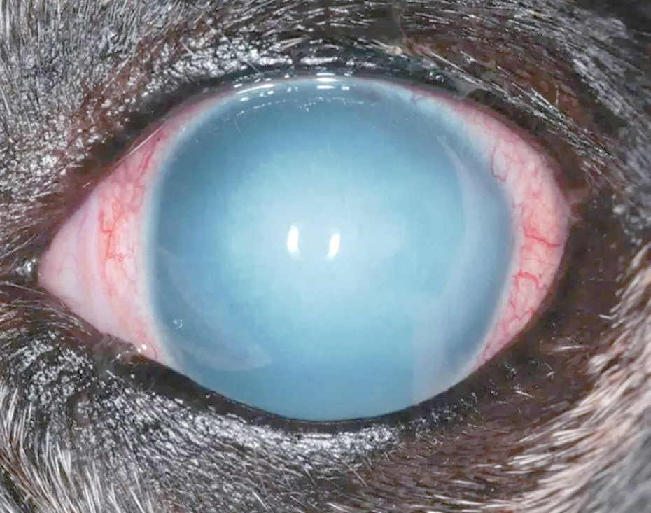 犬猫角膜水肿的诊断方法与主要病因解析