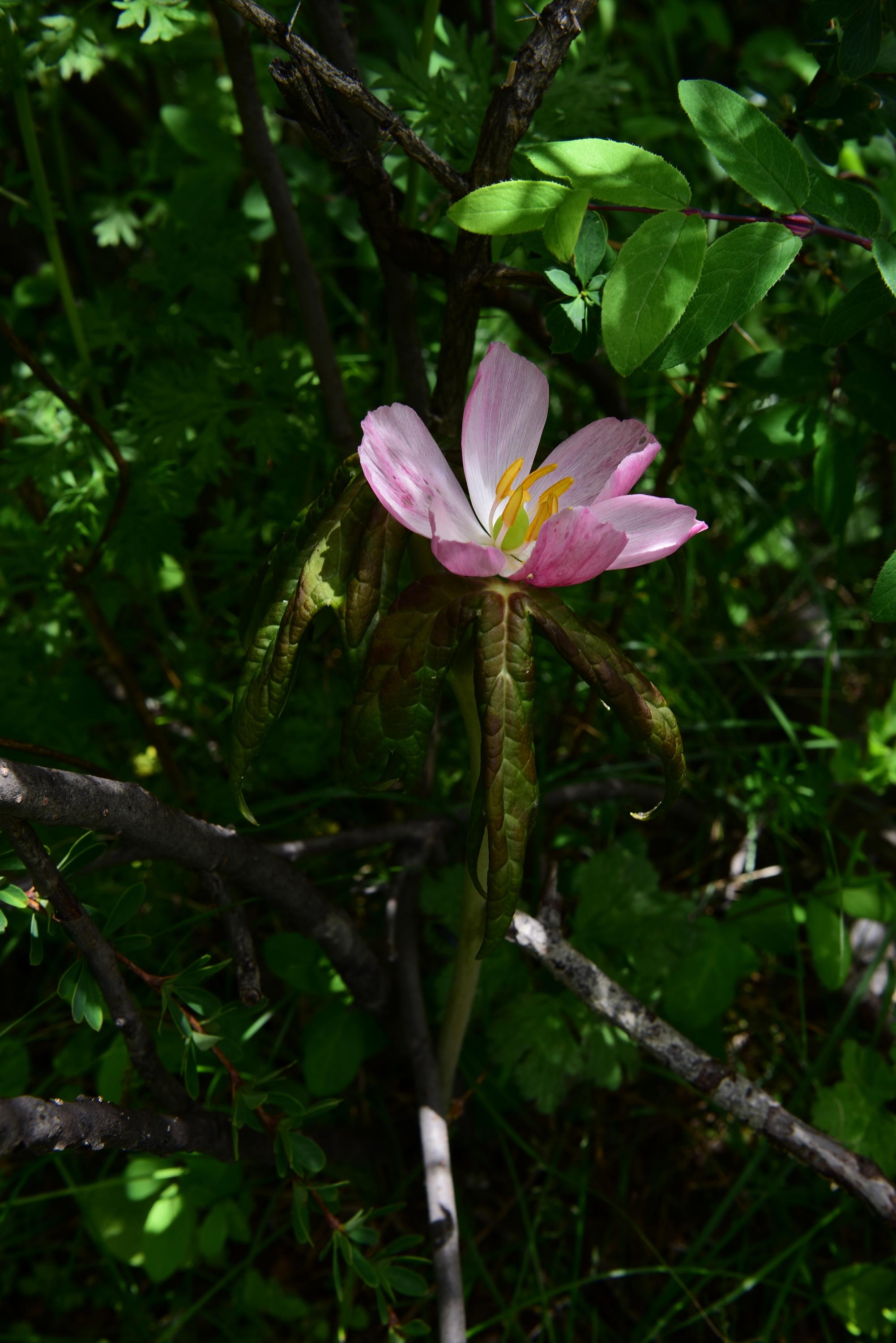 沙鲁里山,横断山的中央山脉