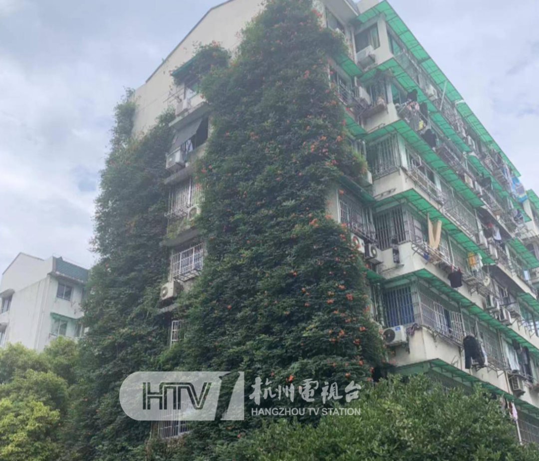 打铁关新村的网红凌霄花墙大变身!87户居民全部同意拆除,原因是