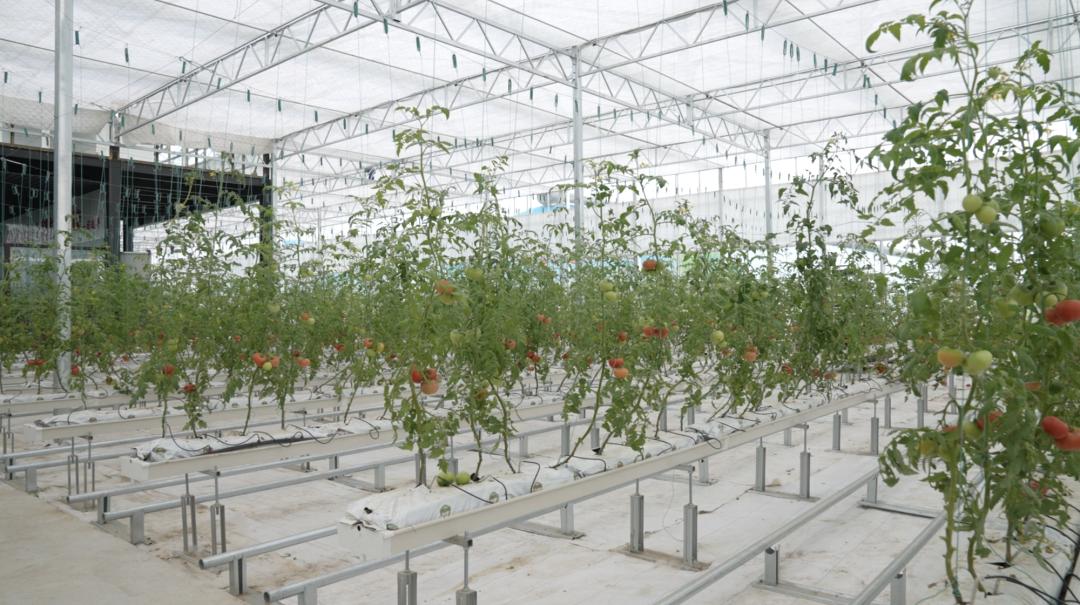 来古淀梨湾田园综合体邂逅一场"田园牧歌"!