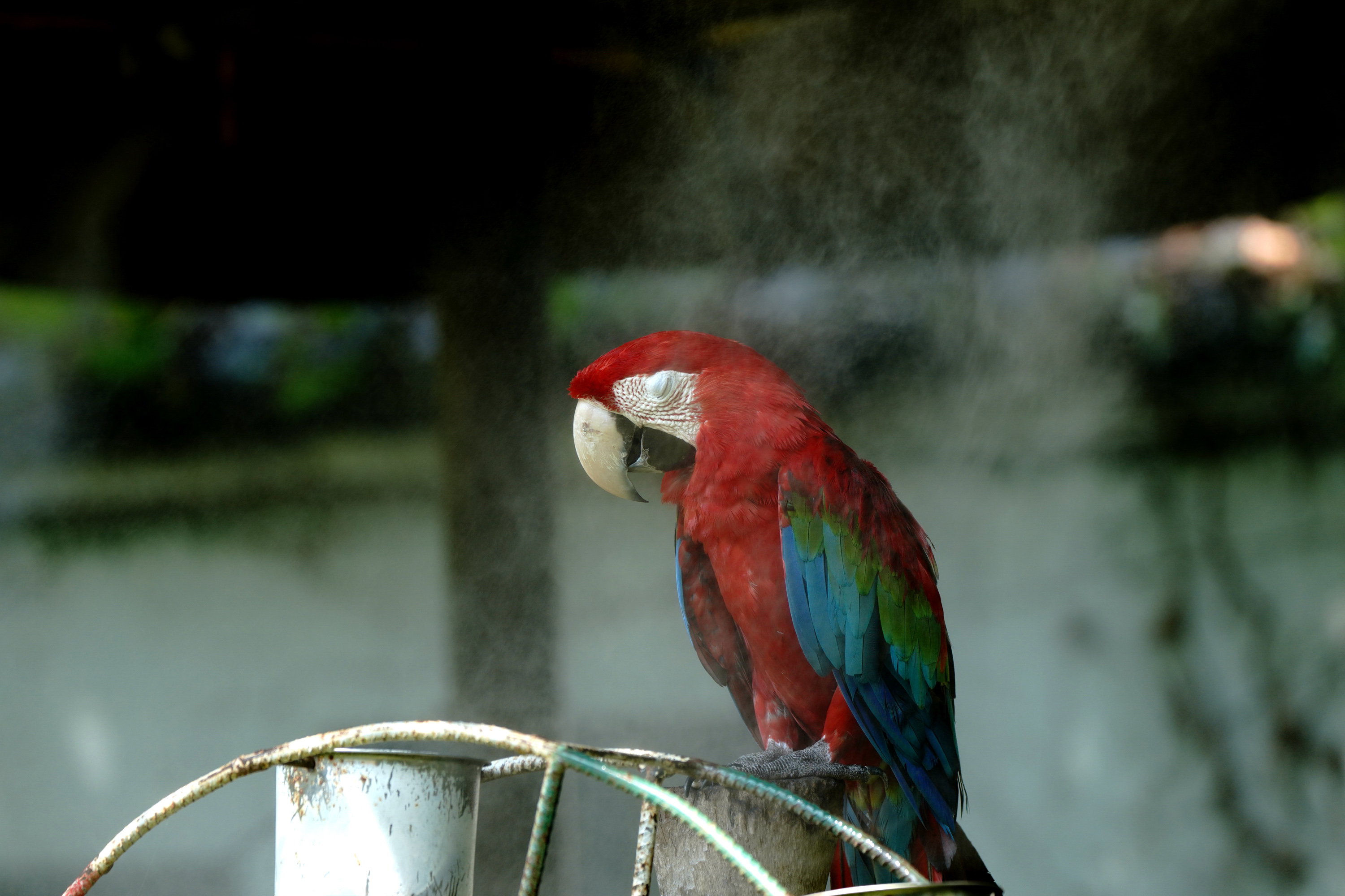 炎炎夏日,它们也拥有了冰镇西瓜的快乐