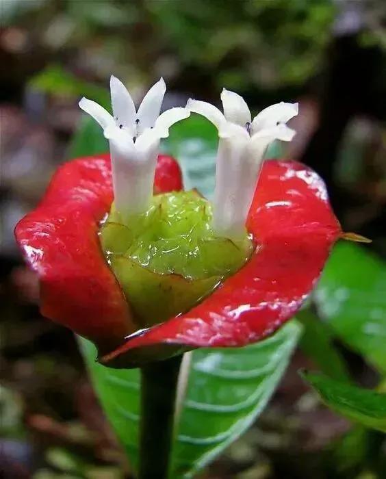 奇花异草图片,展现出自然界中千奇百怪的形态和色彩