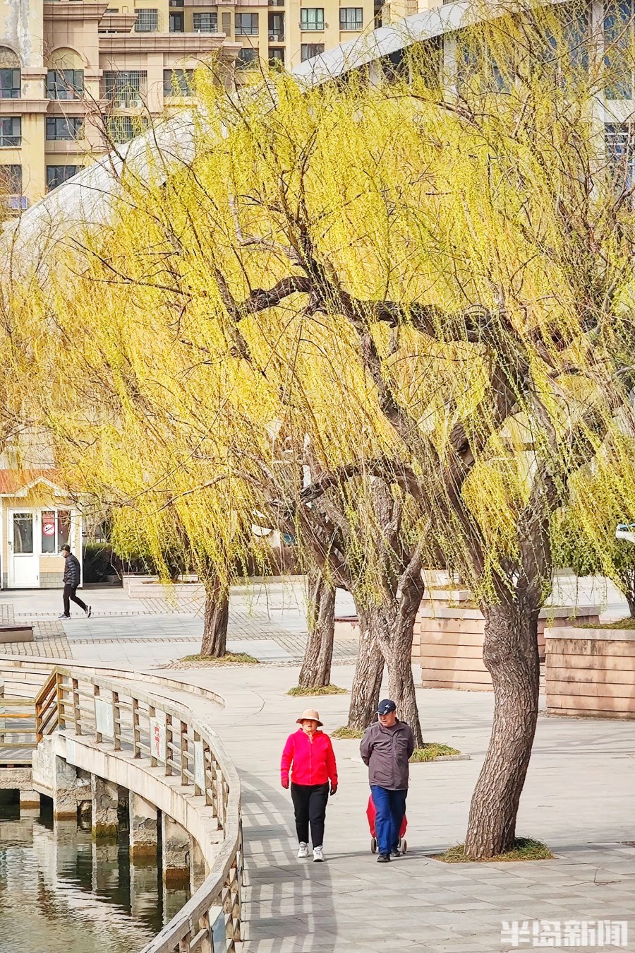 柳芽搖曳弄早春