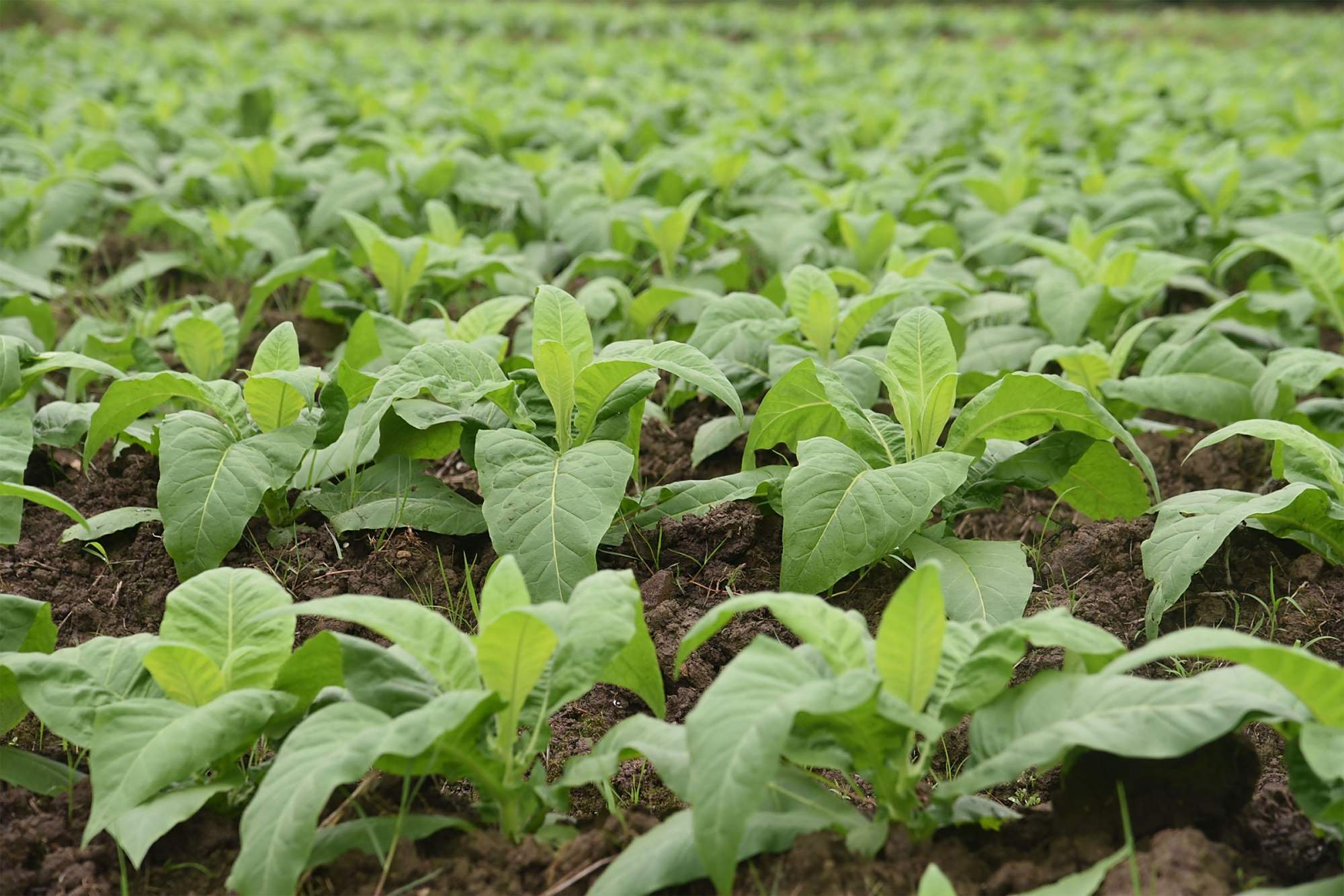 蓝山:烟苗施肥忙