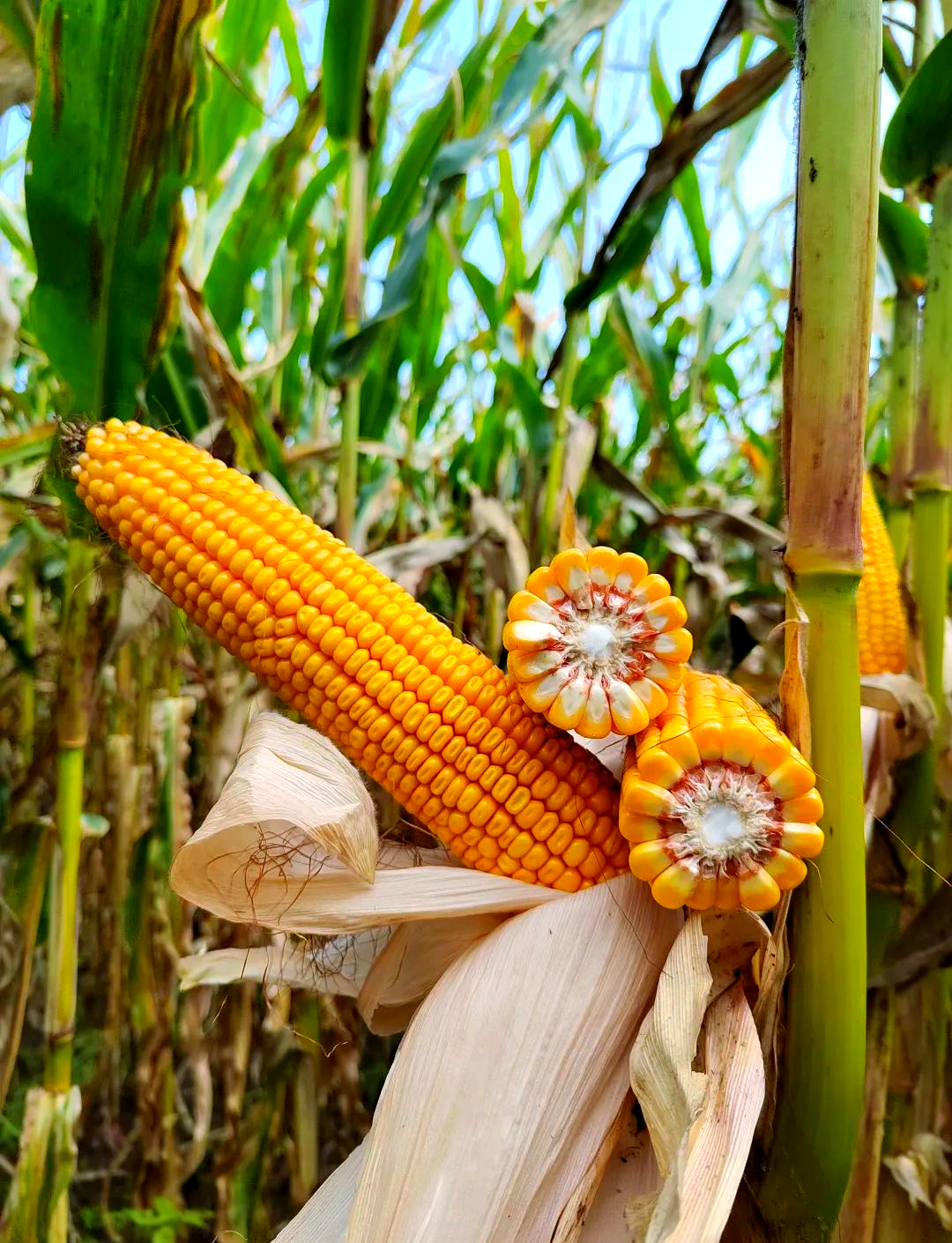 东北大区迪卡玉米品种概览