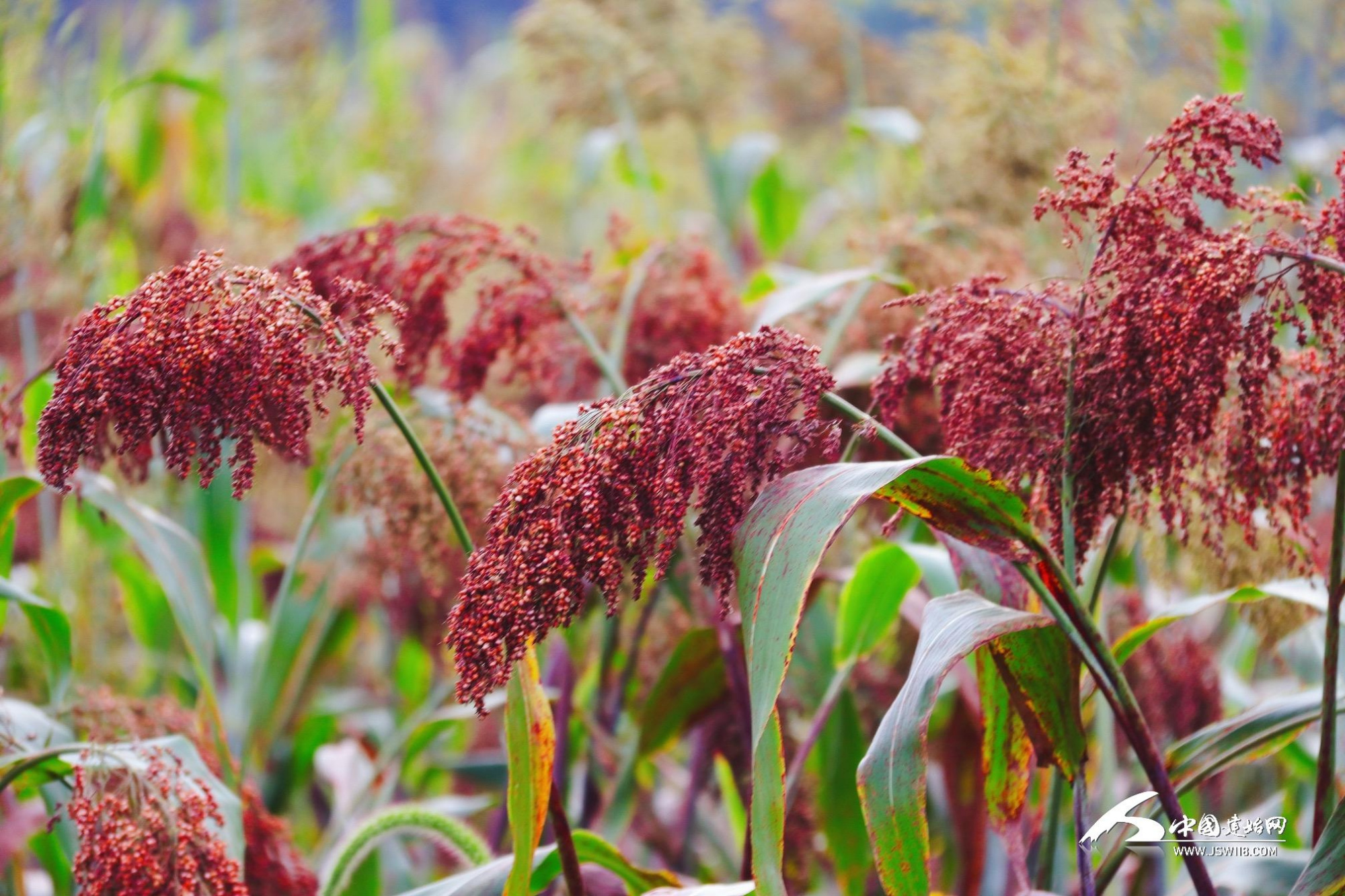 组图|长梁:游客畅游百亩红高梁