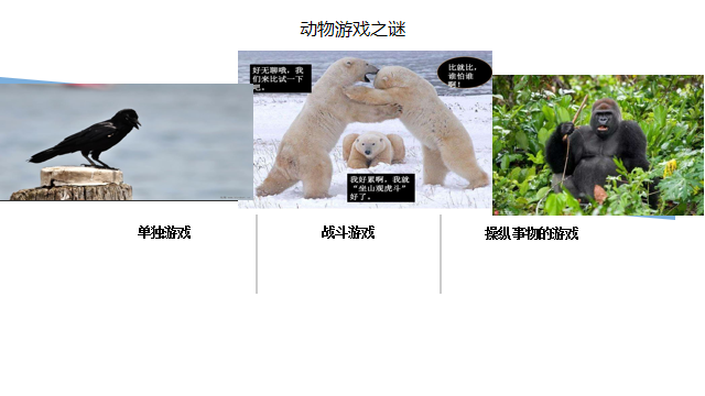 《动物游戏之谜》读后感——科普人员:你给我听好