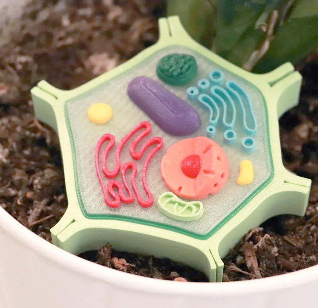 多种3d打印细胞模型,生动展示生物学知识