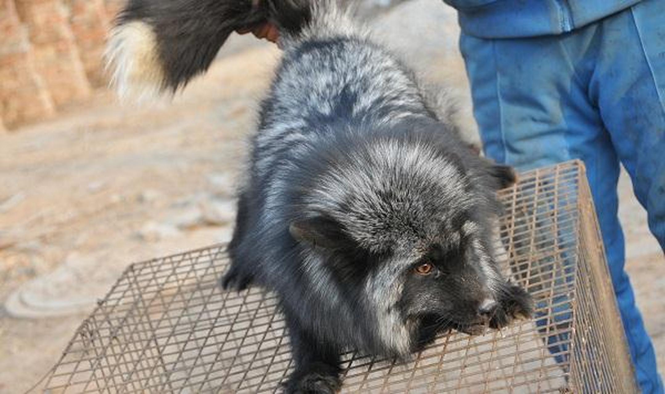这名男子恰巧驶过一段盘山公路,就在要拐弯时,这只黑狐狸突然跳到车