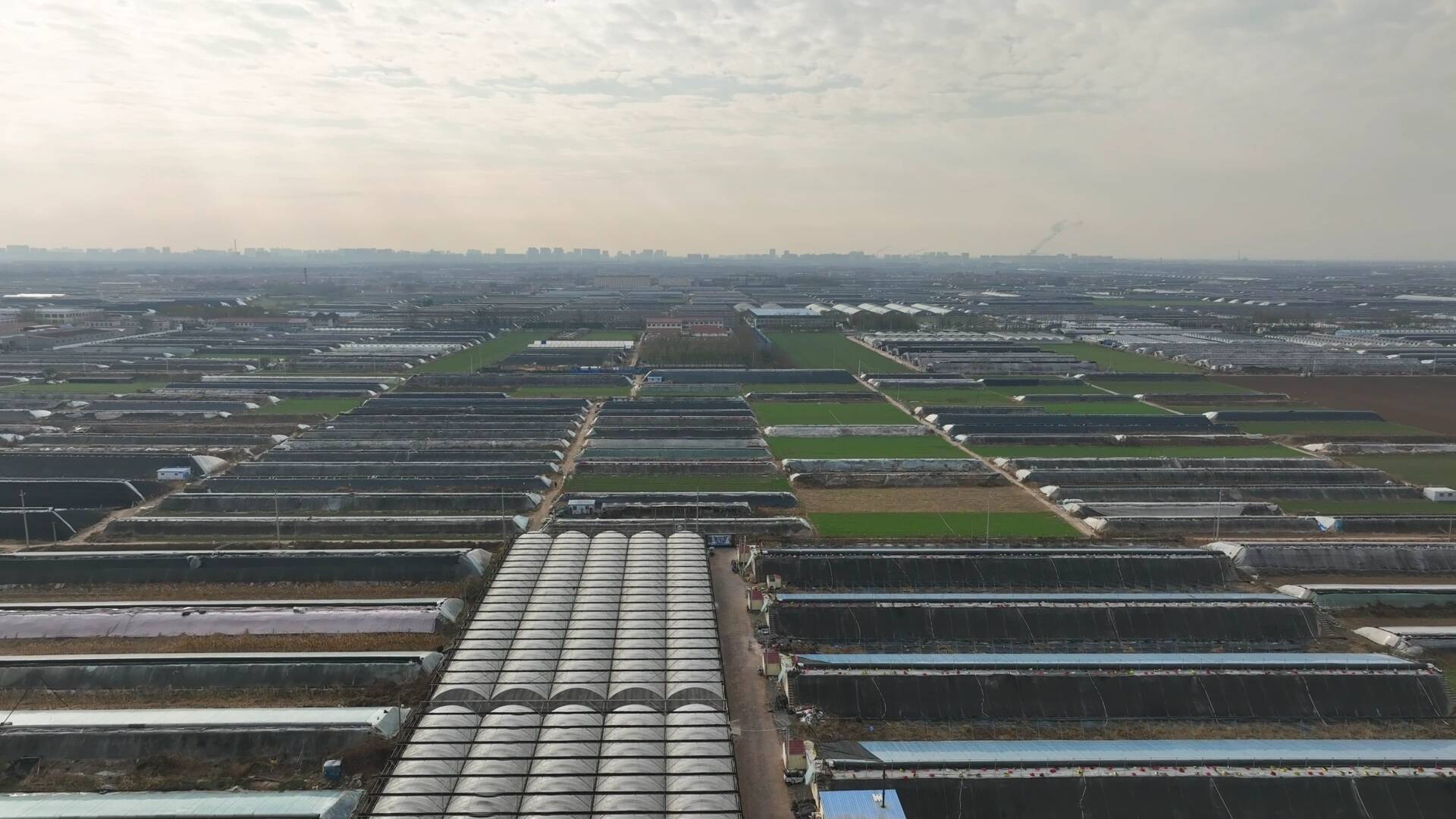 闪电问冬|早上六点摸黑摘黄瓜 寿光大棚蔬菜每天5000吨发往全国各地