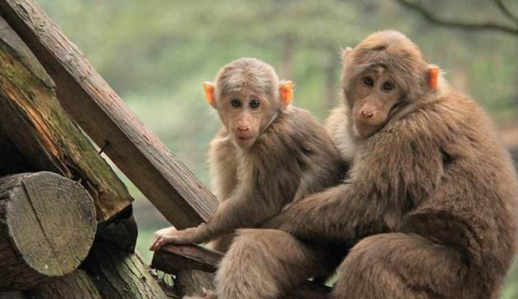 公猴的初次恋爱之旅,母猴百依百顺很听话,太羡慕猴儿之间的爱情