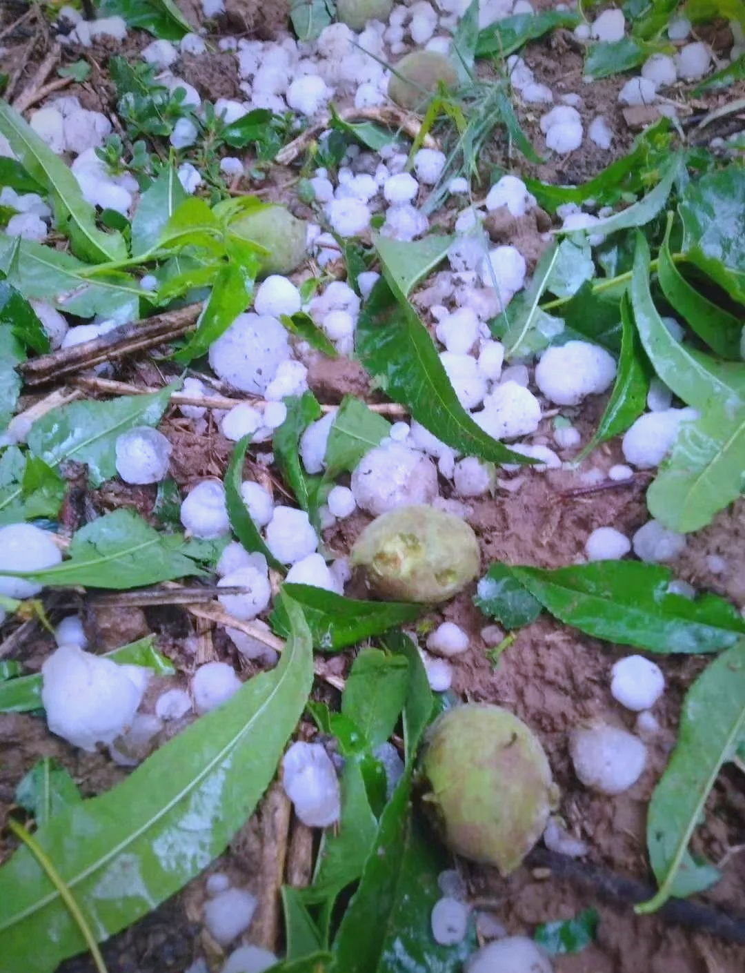 多地受冰雹灾害,农作物和农房受损严重,农民如何应对?