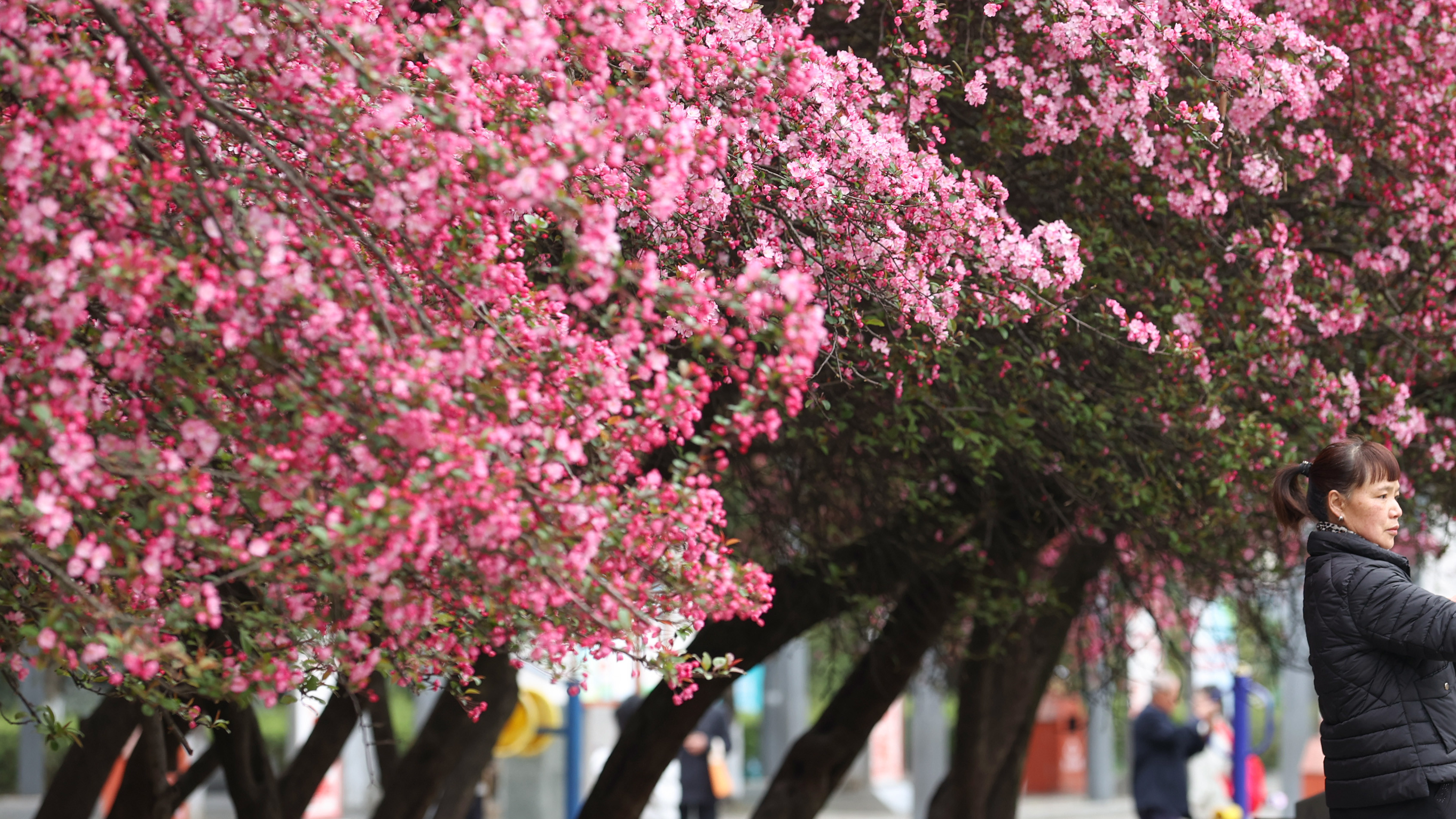毕节:人间三月天 海棠花中仙