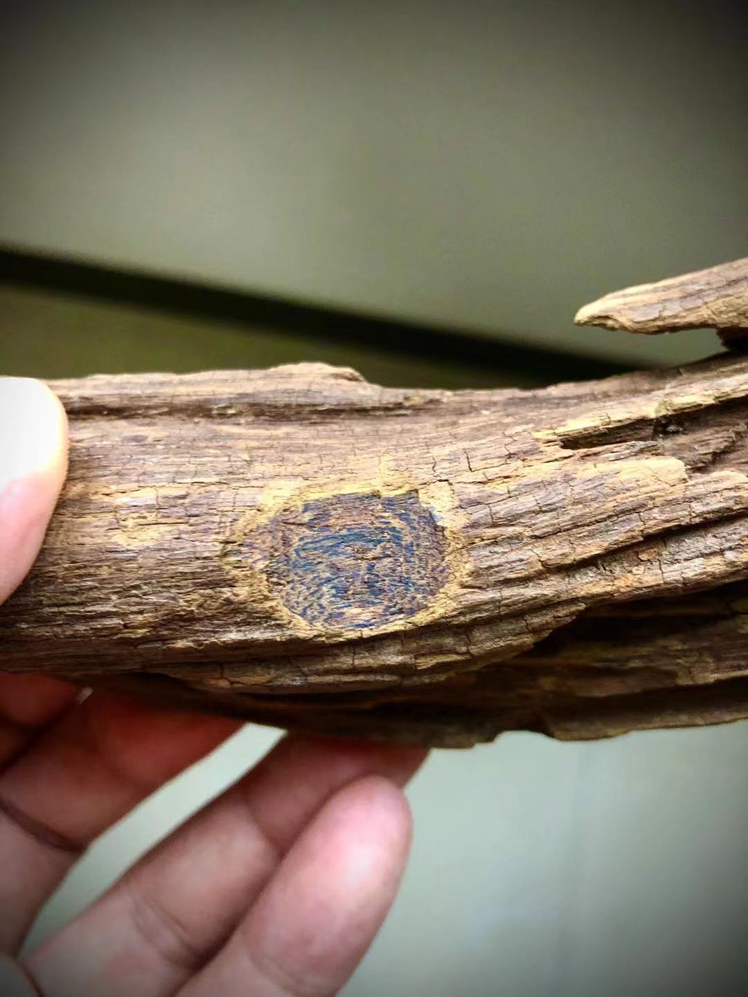 套"各位香友,目前已经确认的瑞香科沉香属有15-28种(不包含拟沉香属)