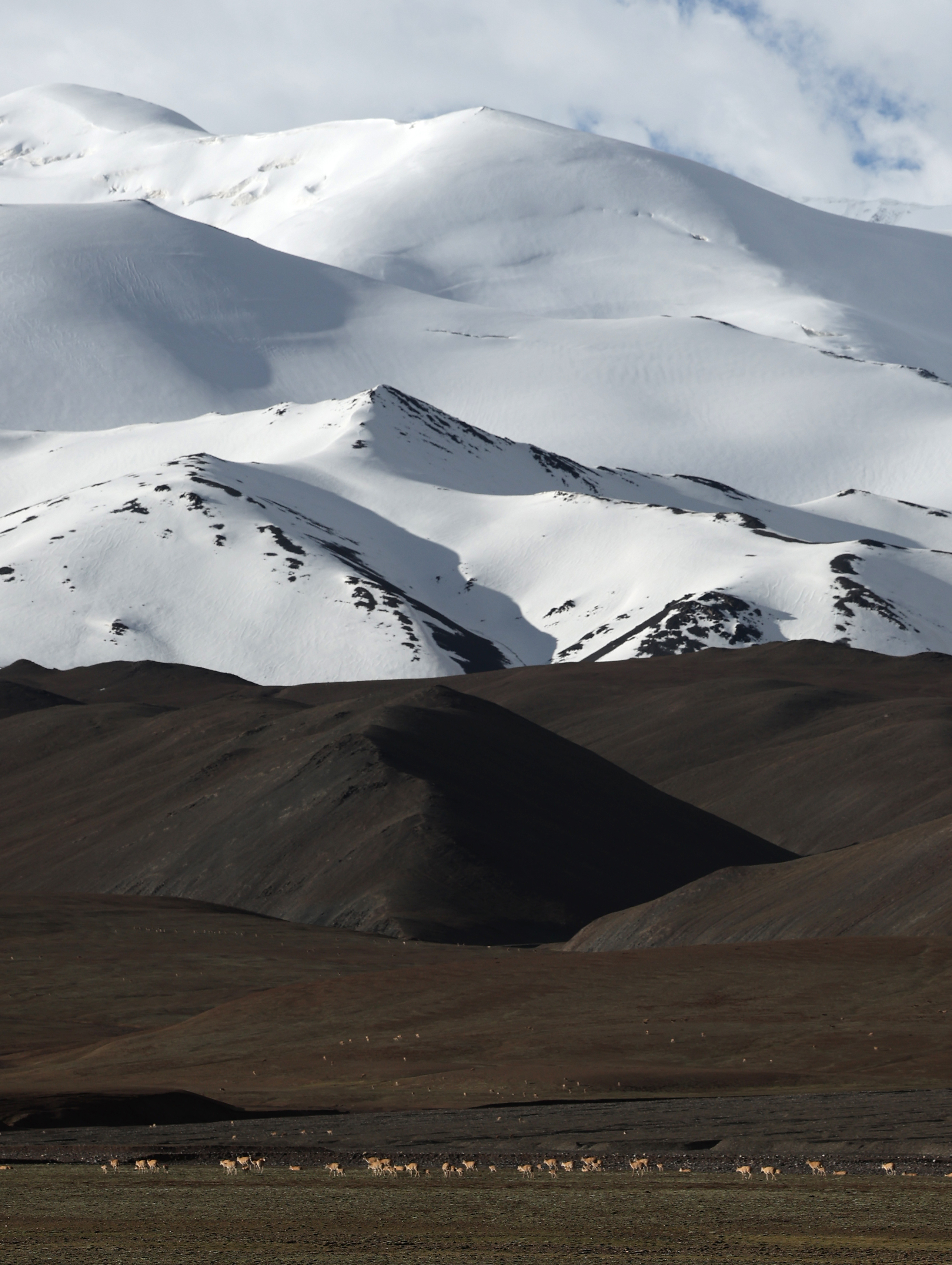新疆阿尔金山国家级自然保护区藏羚羊进入产羔高峰