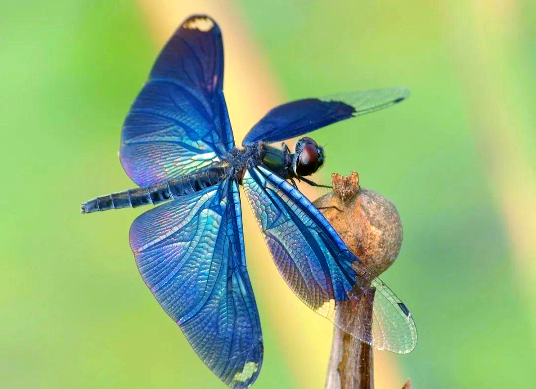 世界上众多珍贵的蜻蜓品种