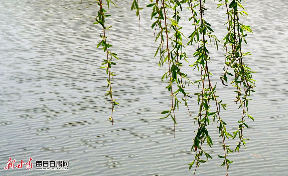 山丹南湖公園的湖光與花色