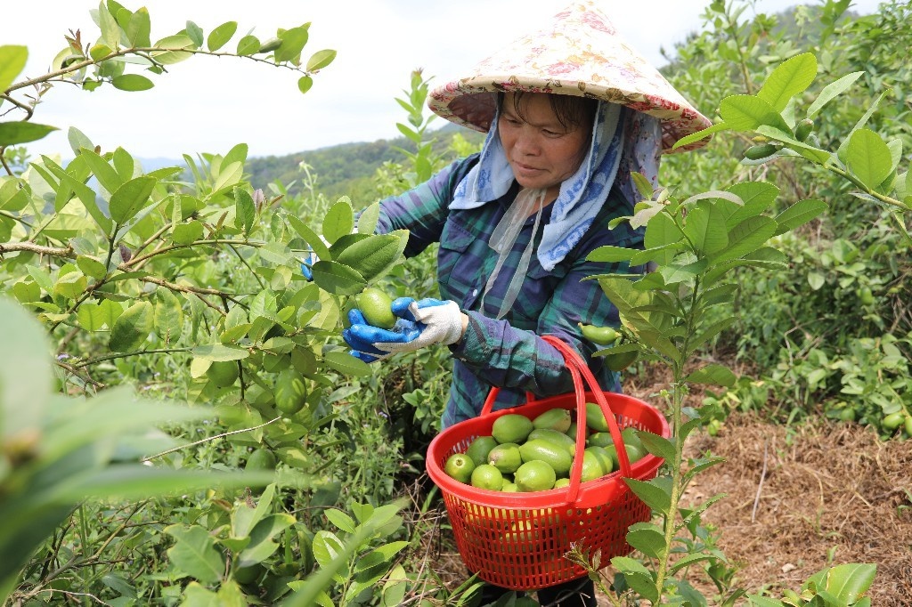 现代农业|梅州梅县区:百亩香水柠檬喜获丰收 果农乐开怀