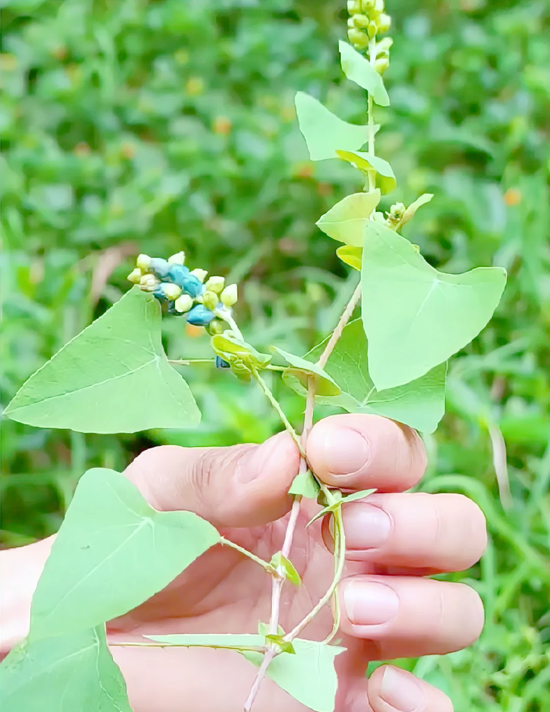 杠板归:从蛇虫咬伤到癌症治疗的神奇草药