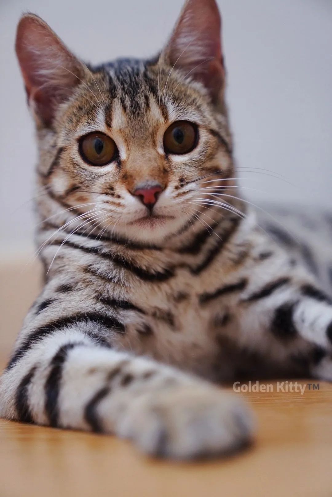 野性十足的白眼圈标志——金瞳 & 胖妞