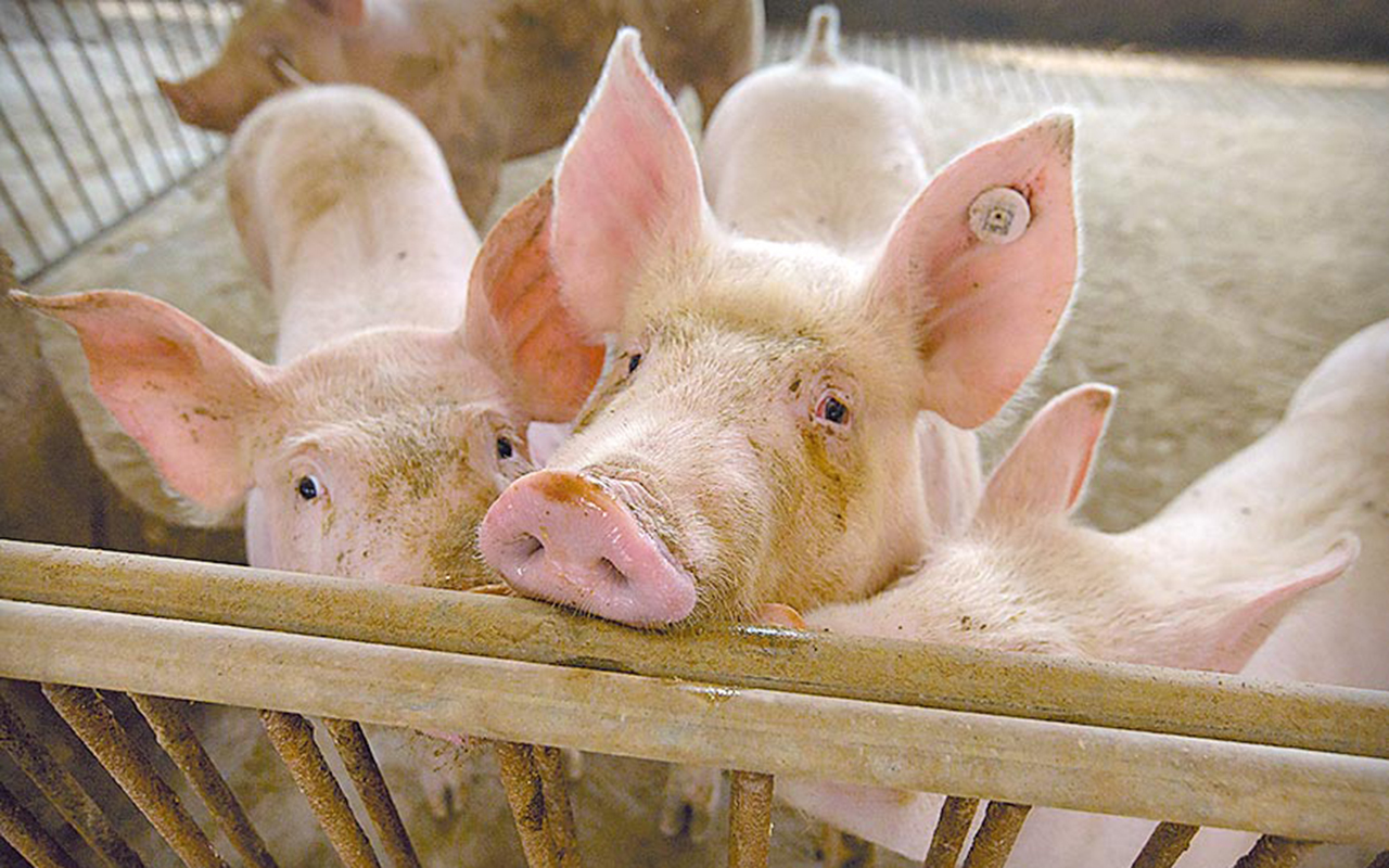 美猪强入,台湾民众的健康谁来"买单"?