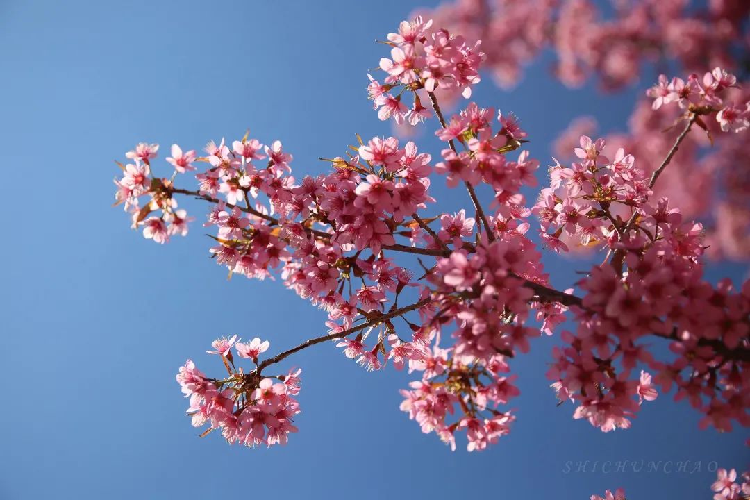 与保山学院来一场樱花之约吧