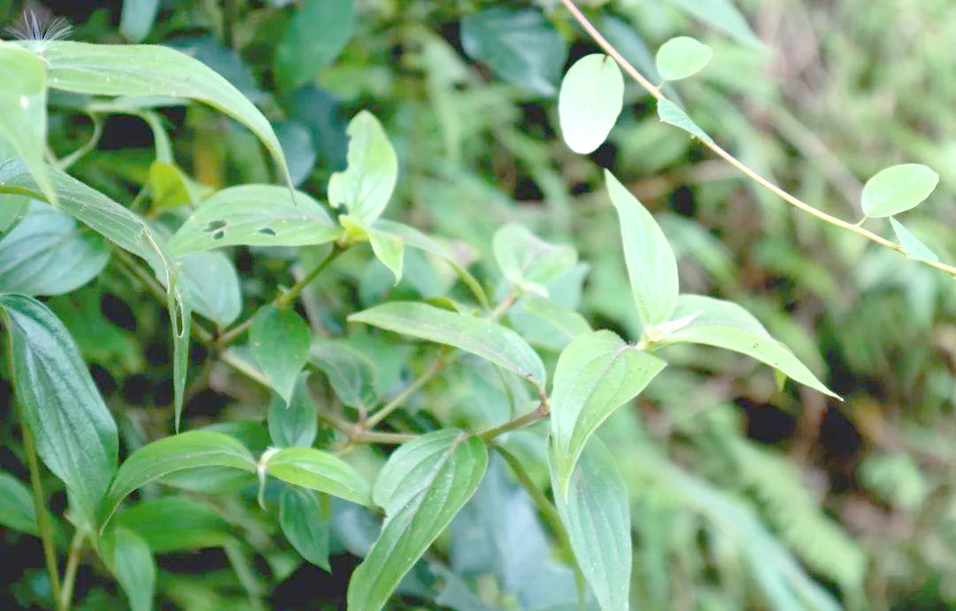 牛白藤:一种兼具药用与民间工艺的常见植物