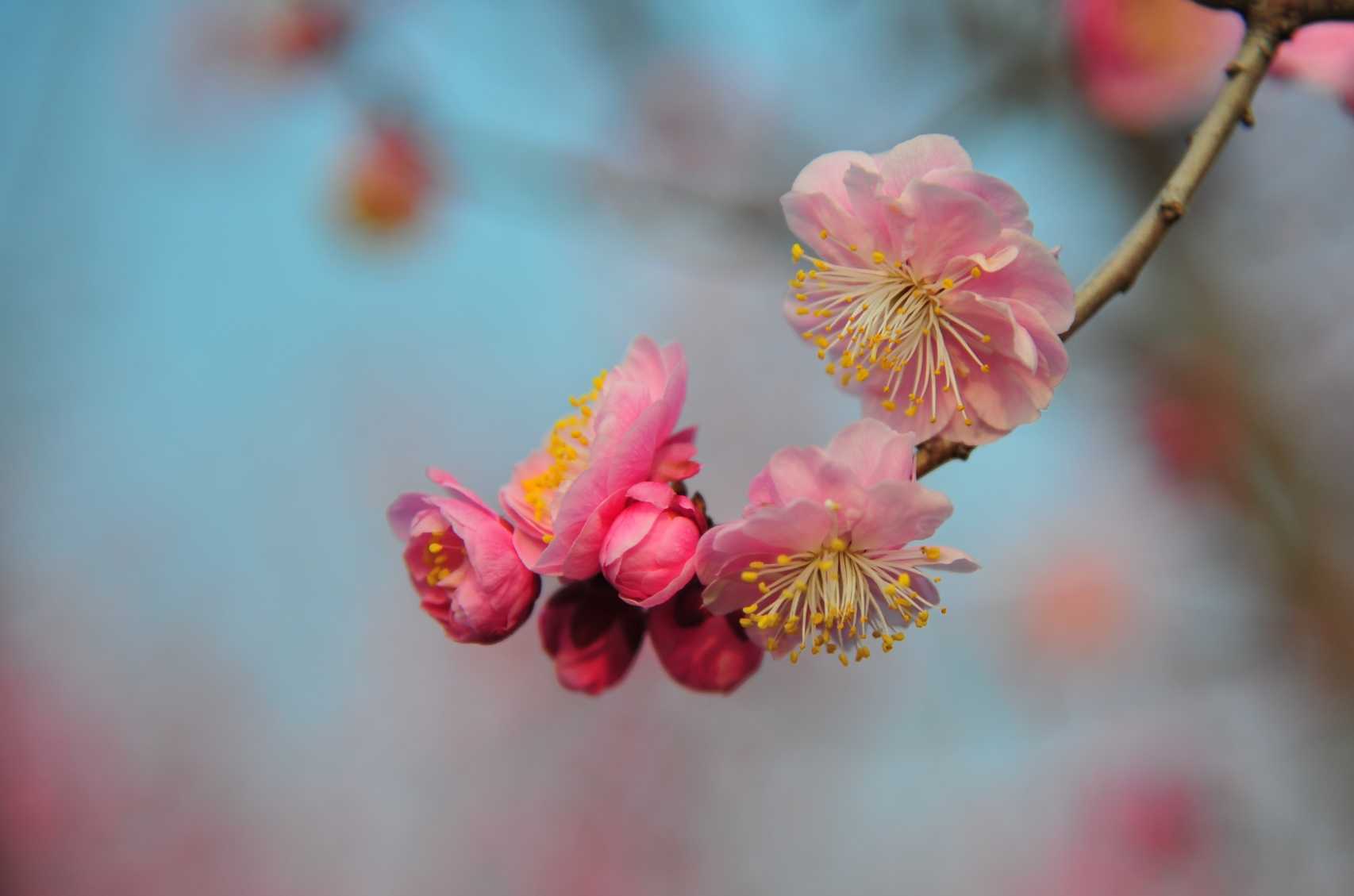 春天里,怎能错过与杏梅花季的约会?