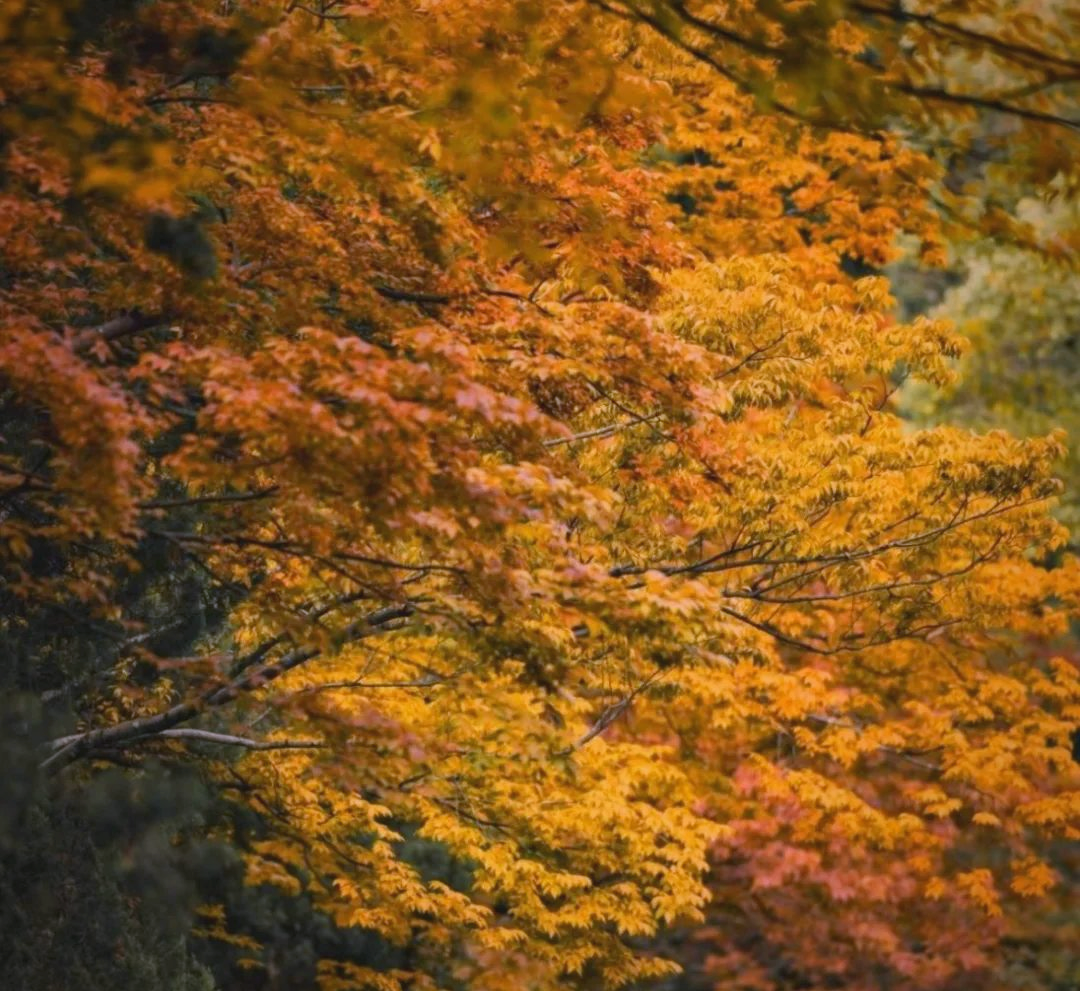 榉树:飘逸苍劲的树中"秀才"