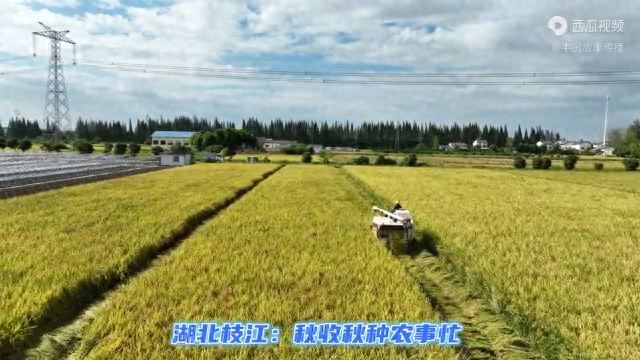 抢收，与连阴雨赛跑！——各地各部门全力以赴保秋收秋种