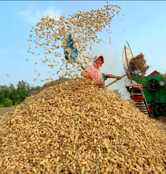 花生种下后浇水的方法及注意事项!