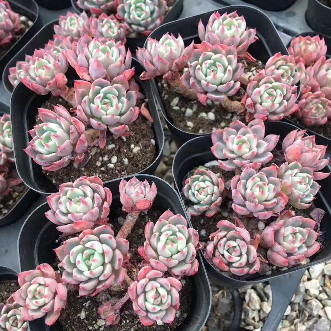 多肉植物界的小可爱"娜娜小勾",外表精致小巧,容易群生