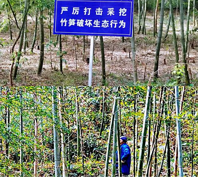 禁止偷笋的警示标语图片