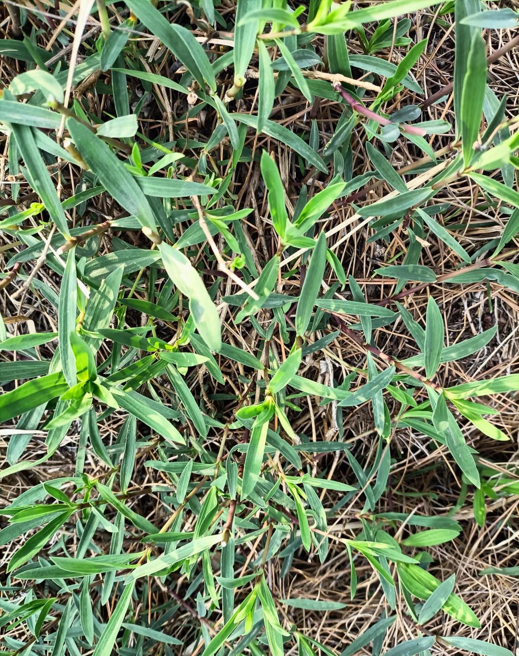 第一次用山蚂蚱菜包的水饺,真的很好吃呢!