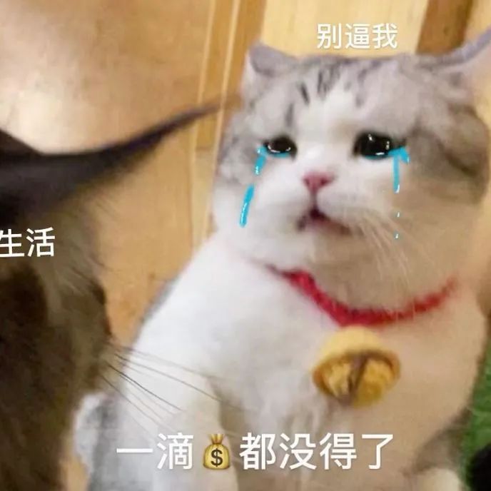 网红猫咪|拖地猫大头表情包 没钱了