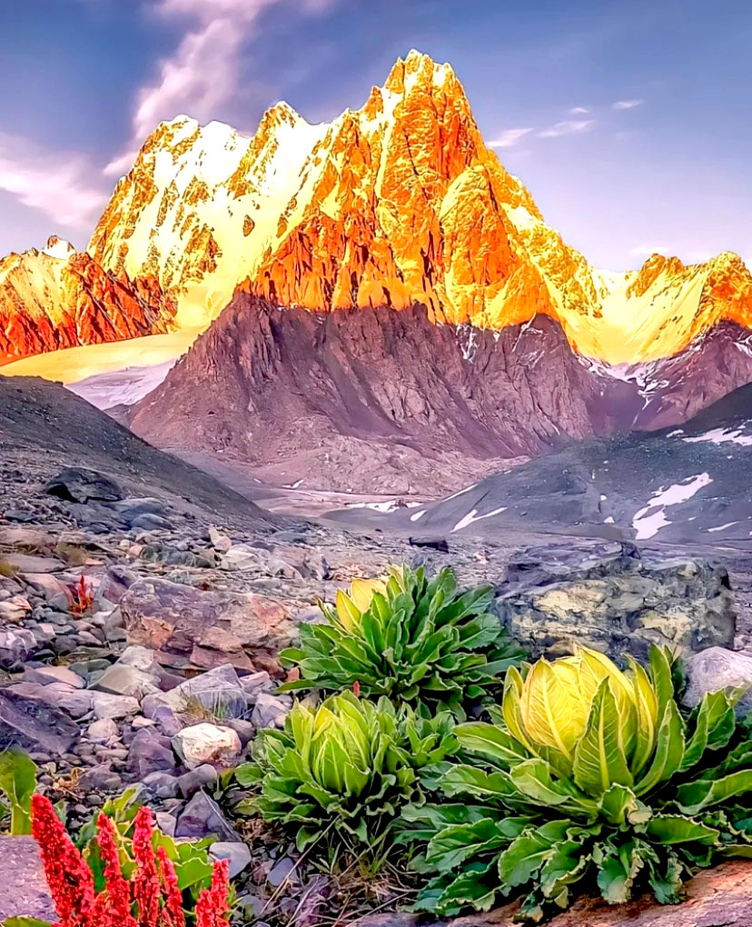 即程旅游——一张照片征服你;天山雪莲