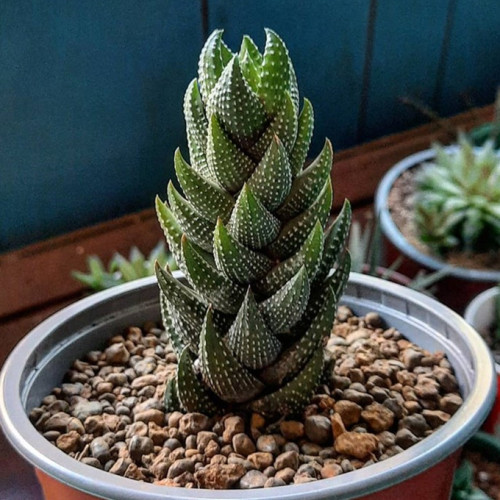 多肉品种:金辉,丽娜莲,九轮塔,稚儿姿,沙罗姬牡丹