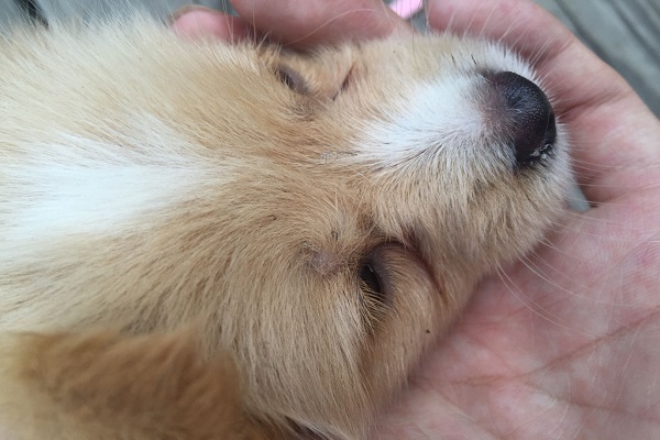 怎么去除狗狗身上的蝉虫?有什么简单的方法?