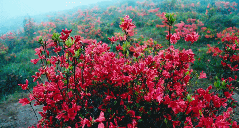 480_258gif 动态图 动图