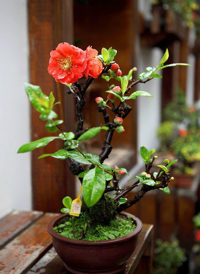 海棠花盆栽的养殖方法和注意事项,你能说的出来吗?