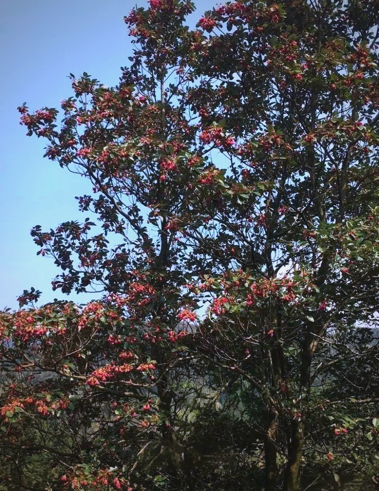 高州春景亮点:红花荷盛开引发爱情传说