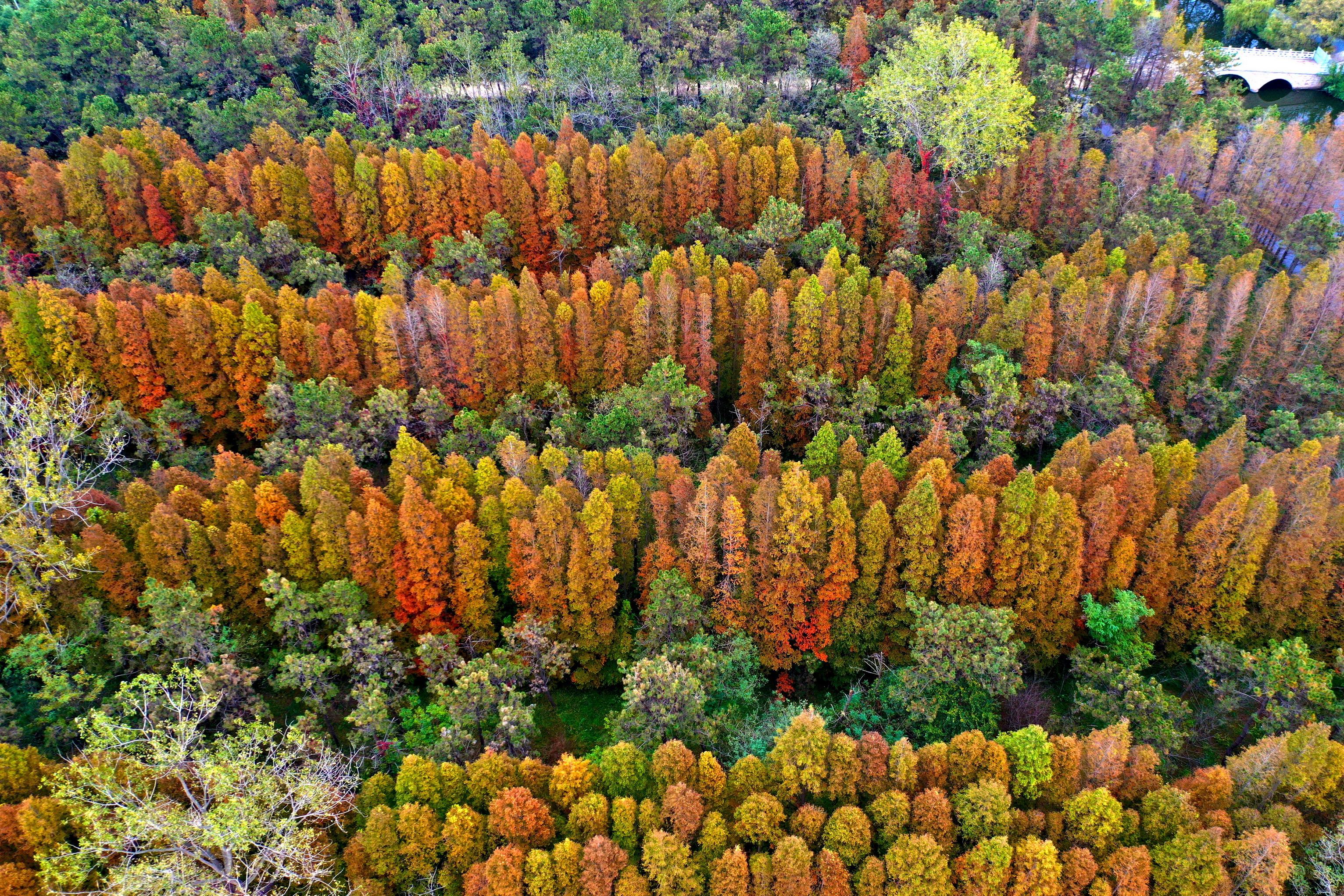 山东日照海滨国家森林公园呈现秋夏交融美景