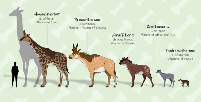 鹿的演变过程图片