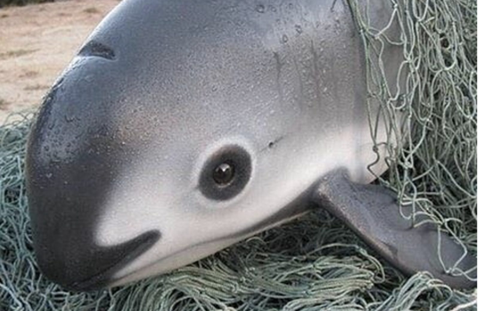 全球仅剩10头,小头鼠海豚接近灭绝,但新研究却称它们不会消失