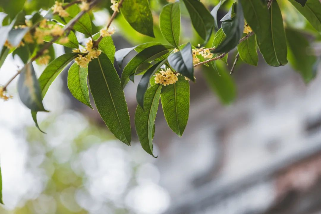 隔着屏幕都能闻到香味！金山这个超大的桂花园又迎来高光时刻